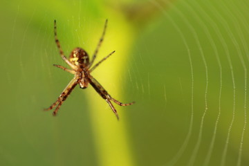 Spider close up on yellow background.