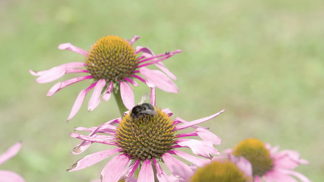 A conflower with a bee on top of it. The bee is making nectars on the flower