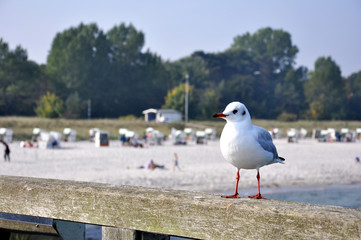 Möwe auf der Seebrücke in Boltenhagen
