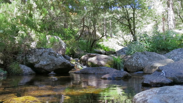 pond river clear water full of rocks and stones between plants trees and forest near Madrid in Spain Europe

