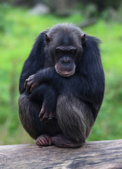 Naklejka premium alter Schimpanse