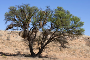 Fototapeta na wymiar tree with nests of weaver,Gemsbok National Park, South Africa