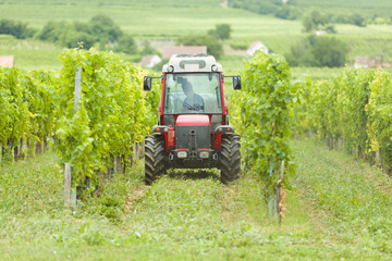Obraz premium Tractor spraying grapevines with protective solution against pest.