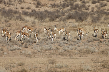 Fototapeta na wymiar Springbok, Antidorcas marsupialis, Kalahari, South Africa