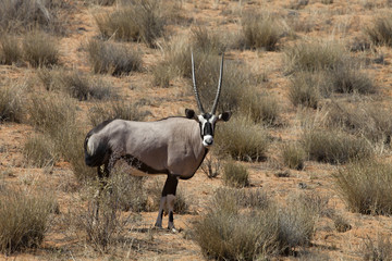 Gemsbok, Oryx gazela, Gemsbok National Park, South Africa