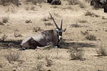 Gemsbok, Oryx gazela, Gemsbok National Park, South Africa