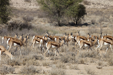 Springbok, Antidorcas marsupialis, Kalahari, South Africa