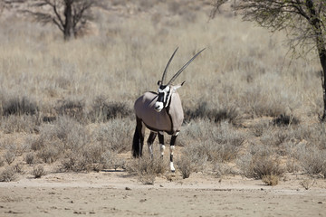 Gemsbok, Oryx gazela, Gemsbok National Park, South Africa