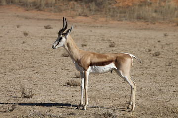 Springbok, Antidorcas marsupialis, Kalahari, South Africa