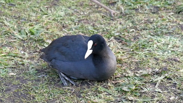 A Fulica atra bird looking for a worm to eat. The Eurasian coot also known as coot is a member of the rail and crake bird family t