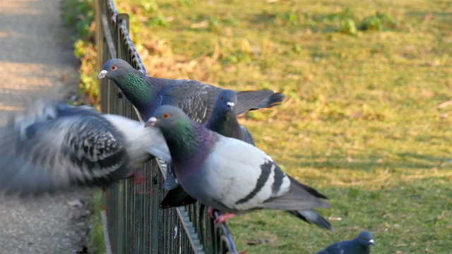 Four pigeon birds are flying from the fence in the park of London