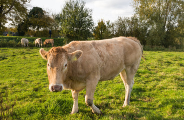 Curiously looking young light brown cow