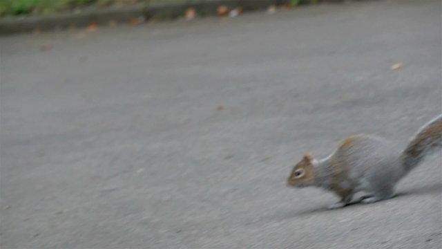 A jumping squirrel on the road inside the cemetery. Then stops on the middle of the road