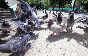 Obraz premium doves and pigeons flutter in the City Park to eat the crumbs