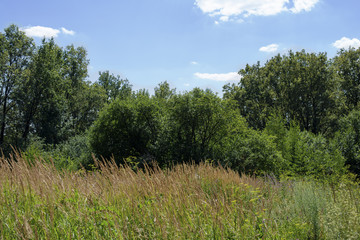 tall grass in front of forest