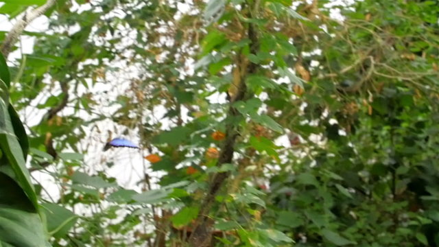 A small blue butterfly flying on the garden. With lots of trees and plants inside the garden
