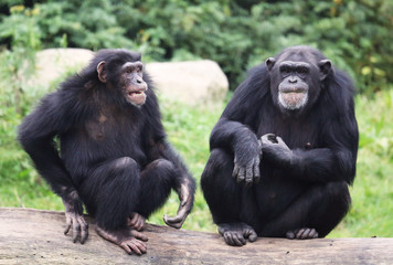 zwei Schimpansen