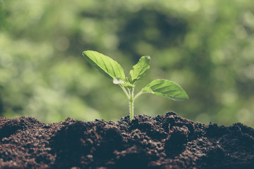 Green sprout growing with filter effect retro vintage style