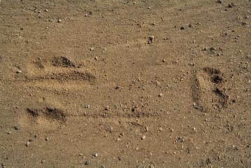 Australia, Zoology