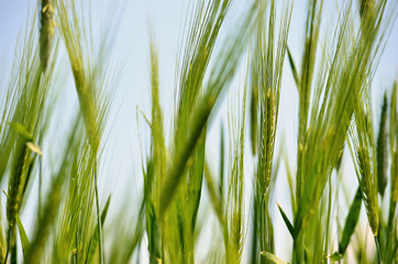 ears of wheat. green