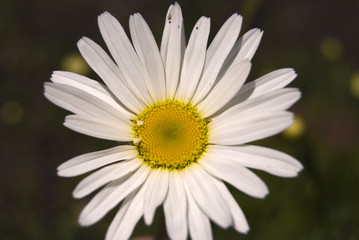 Fototapeta premium Chamomile