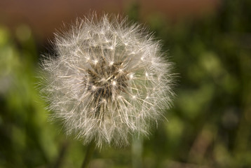Dandelion