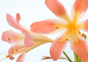 Obraz na płótnie Canvas Flower Amarilis