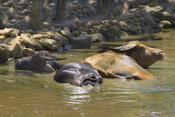 Fototapeta premium Australia, Zoology