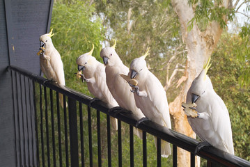 Australia, Zoology