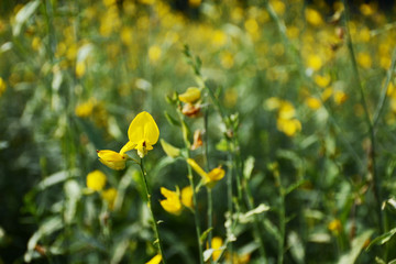 Obraz premium flower in park