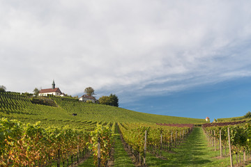 Fototapeta na wymiar Weinbau in Gengenbach
