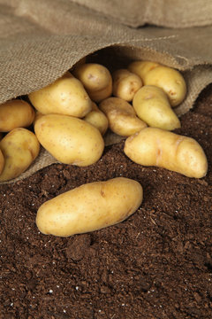 Pommes de terre "Ratte"