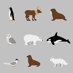Arctic and antarctic animals set in flat vector style