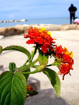 Fiori al mare