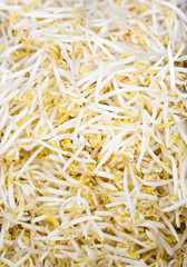 Close up of bean sprouts.