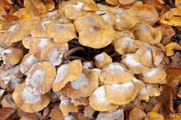 Autumn Mushrooms. A collection of mushrooms are packed tightly together in amoungst the fallen autumn leaves making a large autumnal pattern.