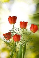Fototapeta premium many beautiful tulips in the garden