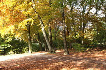 wald laub herbst 