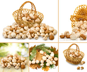 many fresh mushrooms close-up