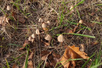 Sur le route de Lauzerte, Quercy Blanc. Paysage d'automne, champignon