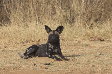 African Wild Dog (Painted Wolf)