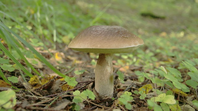 One brown mushroom in midst of the forest with green grass and leaves all around