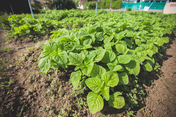Basil plants at an organic commercial farm