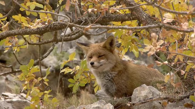  Red fox sitting under a deciduous tree in autumn   