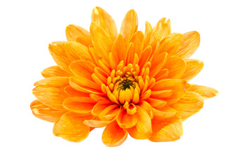 Beautiful orange chrysanthemum