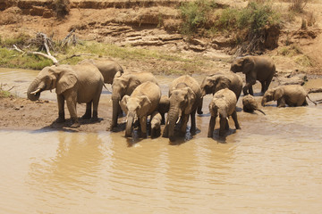 Obraz premium Herd African Elephant drinking at river