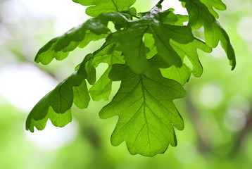 Fototapeta na wymiar oak leaves