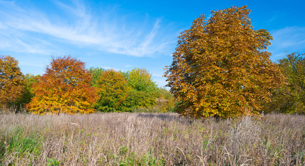 Trees in a field in autumn colors