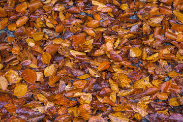 Wet autumn leaves background texture