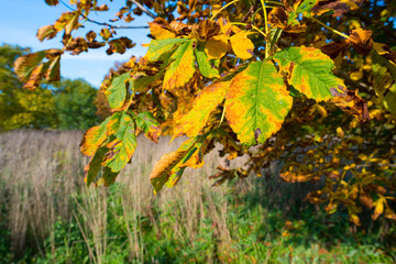 Chestnut tree in a field in autumn colors